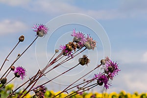 Centaurea scabiosa subsp. apiculata, Centaurea apiculata, Compositae. Wild plant shot in summer