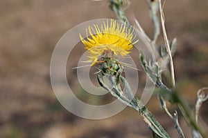 Centaurea solstitialis, Compositae