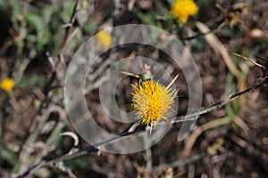 Centaurea solstitialis, Compositae