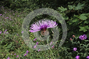 Centaurea stoebe Spotted knapweed blossom