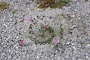 Centaurea stoebe subsp. australis - Wild plant shot in the summer. photo