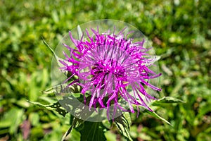 Centaurea uniflora flowers in Vanoise national Park, France