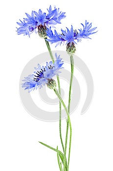 Centaurea - Wildflower of blue cornflower isolated on white background. Bachelor button flower bouquet