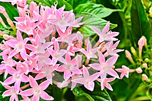 Centaurium erythraea