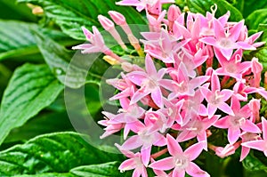 Centaurium erythraea