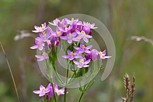 Centaurium erythraea