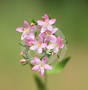 Centaurium erythraea (common centaury) photo