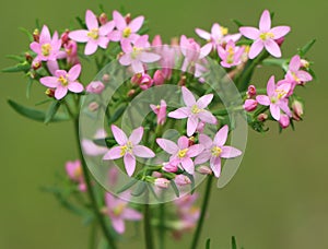 Centaurium erythraea (common centaury) photo