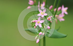 Centaurium erythraea (common centaury)