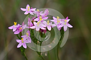 Centaurium erythraea