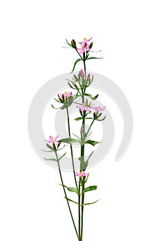 Centaurium erythraea flowers - known also as common centaury, European centaury, Gentiana centaurium, Centaurium minus or Centauri