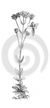 Centaurium Erythraea Flowers. vintage illustration from Brockhaus Konversations-Lexikon 1908 islotated on white background