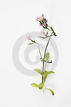Centaurium flowers