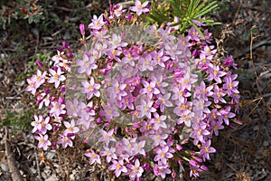 Land mehrjährig blume 