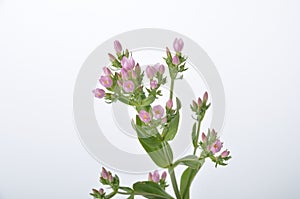 Centaury on a white background