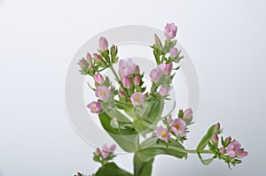 Centaury on a white background