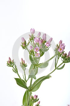 Centaury on a white background