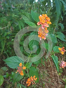 Cente flower (Latin name Lantana Camara) orange