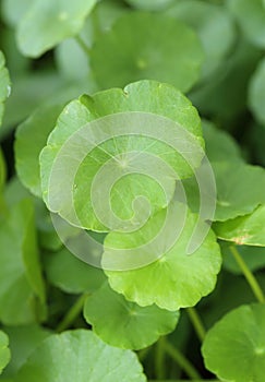 Centella asiatica