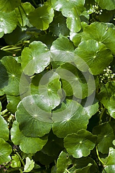 Centella asiatica.