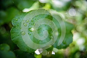 Centella asiatica