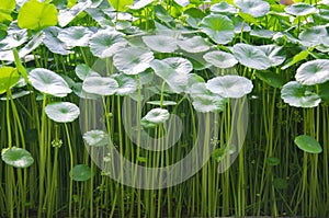 Centella asiatica, Asiatic Pennywort,