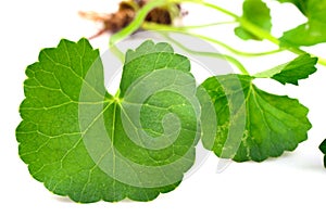 Centella asiatica, Asiatic Pennywort