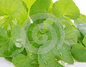 Centella asiatica, Asiatic Pennywort,Centella asiatica Linn.