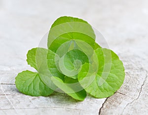 Centella asiatica, Asiatic Pennywort,Centella asiatica Linn.