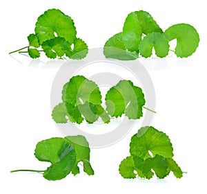 Centella asiatica, Asiatic Pennywort,Centella asiatica Linn. Urban