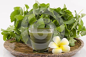 Centella asiatica, Asiatic Pennywort, (Centella asiatica (Linn.) Urban.) Herbal Drink.