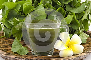 Centella asiatica, Asiatic Pennywort, (Centella asiatica (Linn.) Urban.) Herbal Drink.