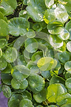 Centella asiatica