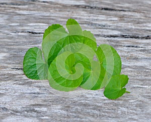 Centella asiatica, Asiatic Pennywort on wood background