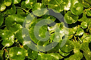 Centella asiatica background
