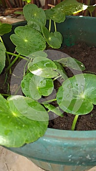 Centella asiatica photo