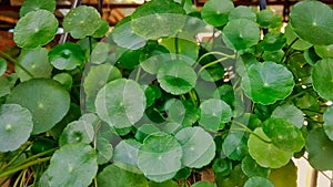 Centella asiatica, Centella leaves,or Indian pennywort , green background