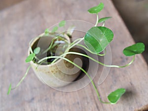 Centella asiatica in a clay pot