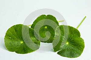 Centella asiatica,entella asiatica, Asiatic Pennywort,(Centella