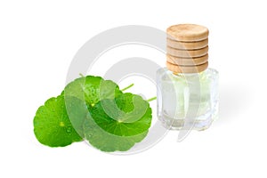 Centella asiatica essential oil