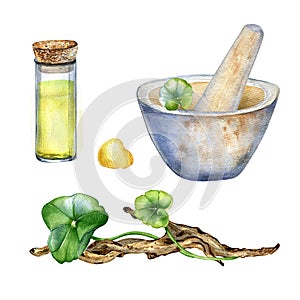 Centella asiatica, essential oils, wooden branch watercolor illustration isolated on white. Stone mortar, pestle gotu