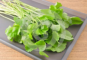 Centella Asiatica or Gotu Kola Plant on A Tray