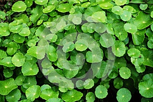 Centella asiatica green leave background