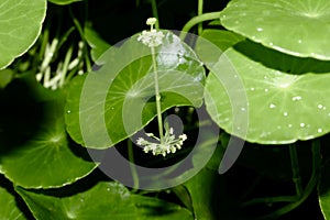 Centella asiatica are growing