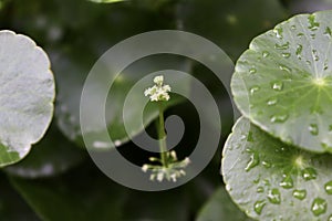 Centella asiatica are growing