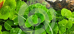 Centella Asiatica grows in temperate and tropical swampy areas