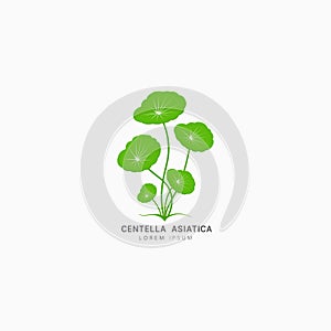 Centella Asiatica icon logo vector design template