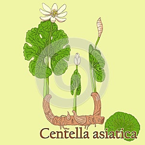 Centella asiatica. Illustration of a plant in a vector with flow
