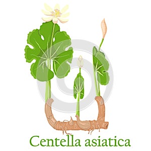 Centella asiatica. Illustration of a plant in a vector with flow