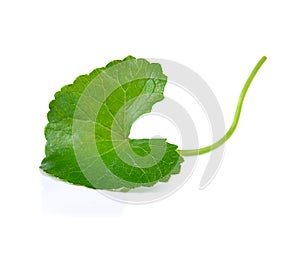 Centella asiatica isolated on white background